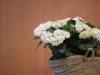 Fiat_silviarozas00020